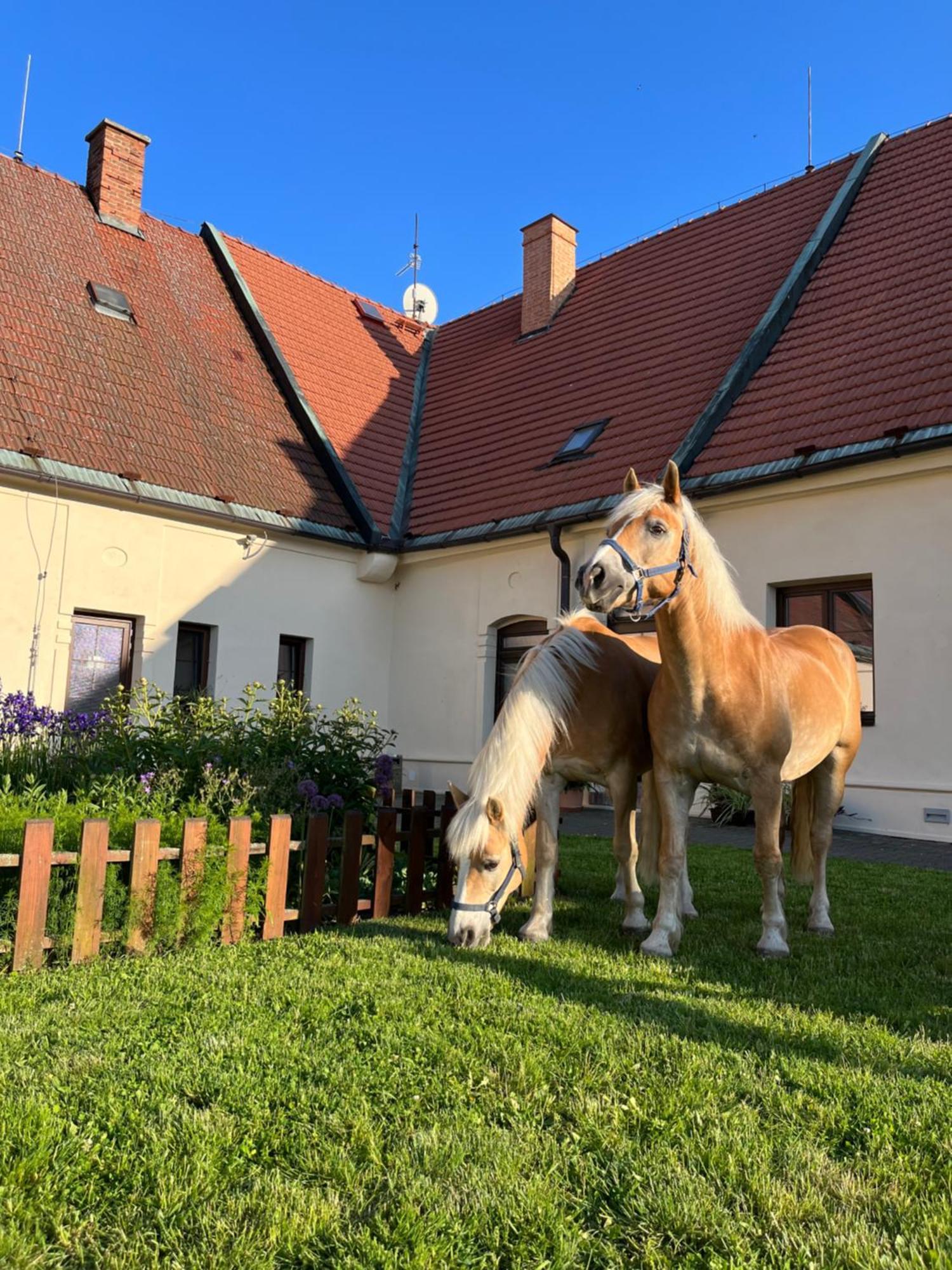 Hotel Dvůr Nové Zámky Mladec Esterno foto