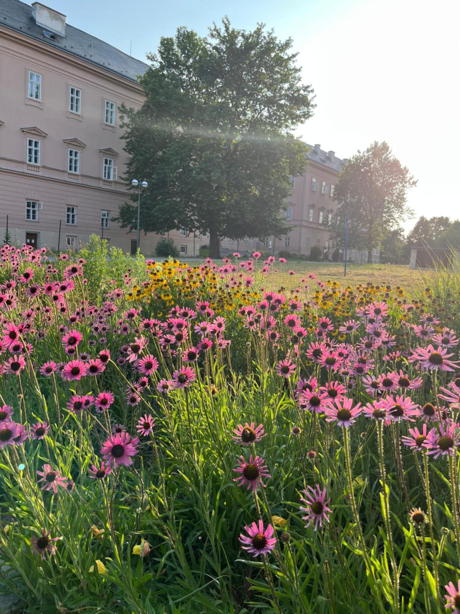 Hotel Dvůr Nové Zámky Mladec Esterno foto